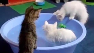 Disse katte elsker at bade - sjældent, men så charmerende! Du bliver nødt til at